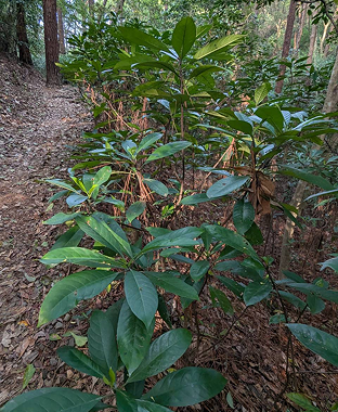 九節木 Psychotria rubra